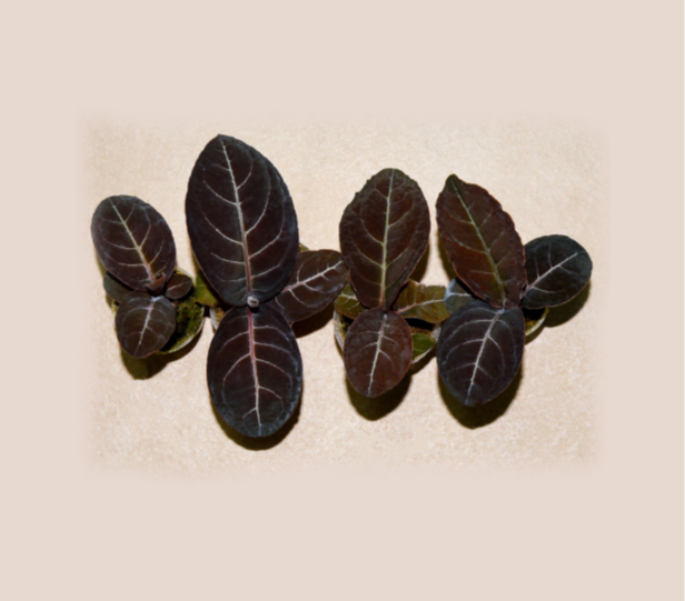 Labisia sp. "Laos"