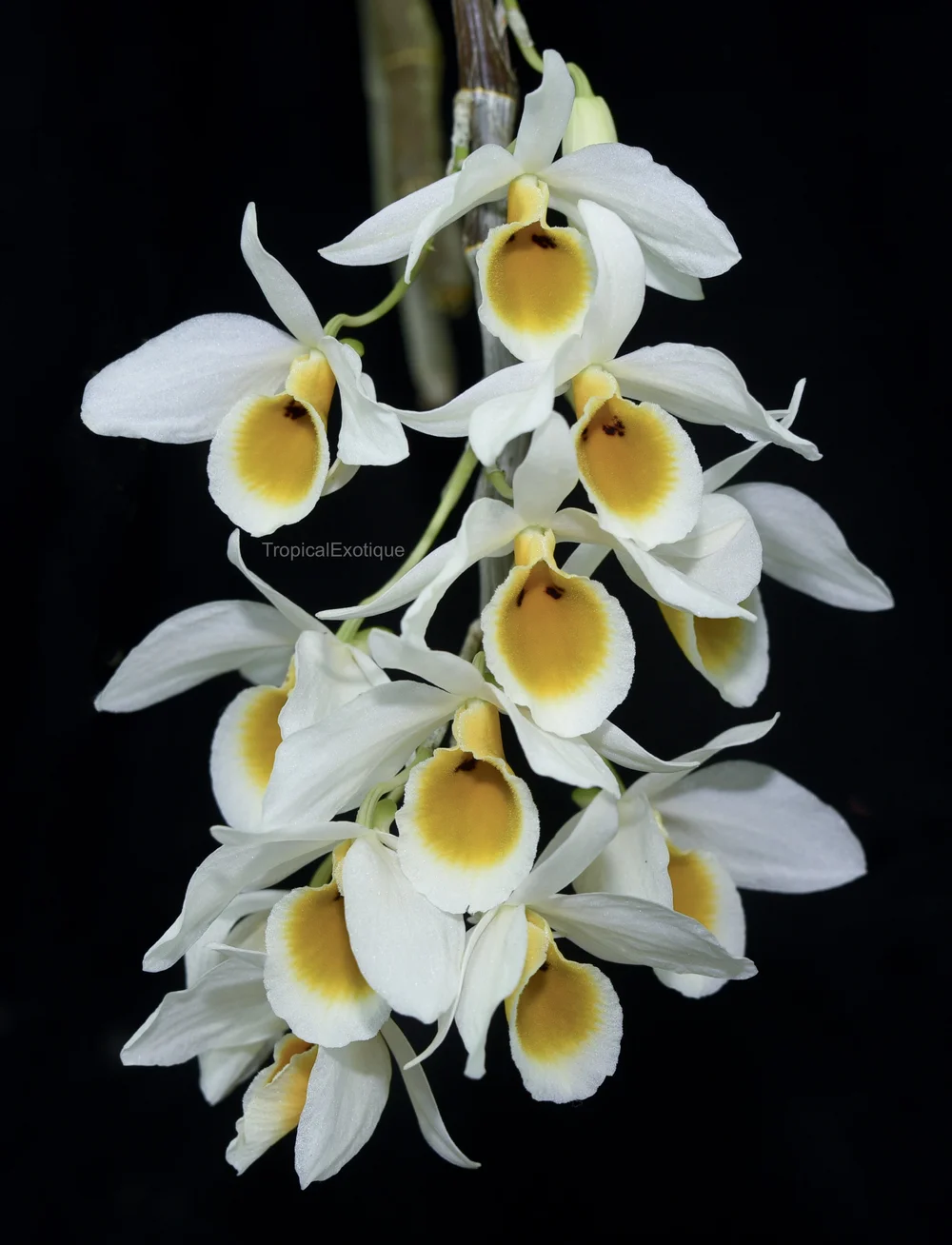 Dendrobium-bensoniae-1.JPG?