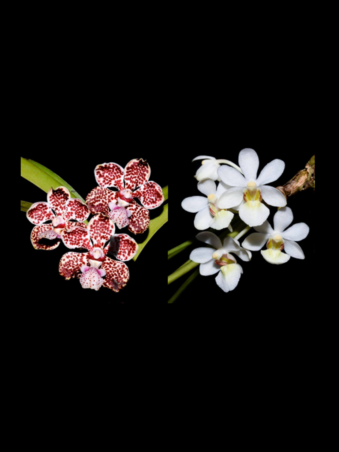 Vanda lombokensis x Holcoglossum rupestre