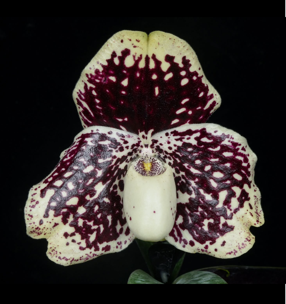 Paphiopedilum+leucochilum.png