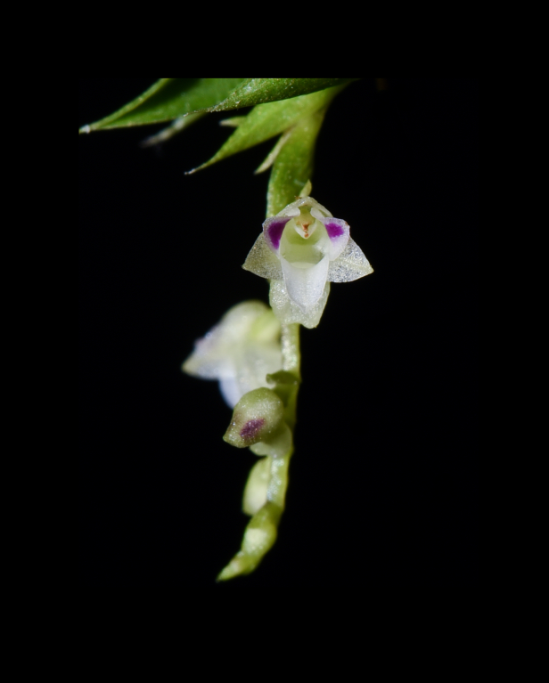 Podochilus microphyllus-67.png
