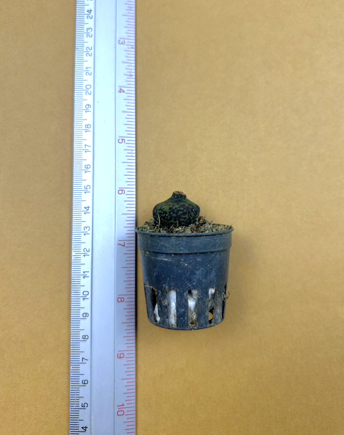 Pleione praecox.png