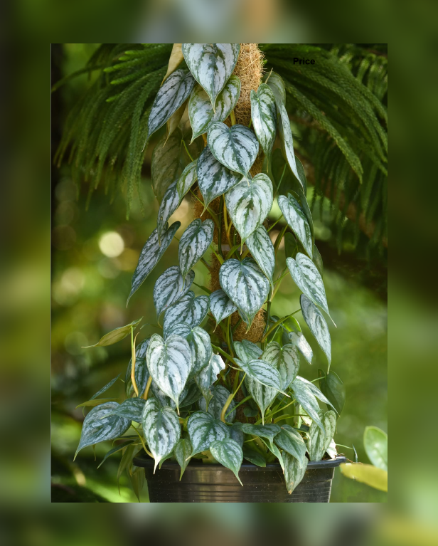 Philodendron brandtianum-67.png