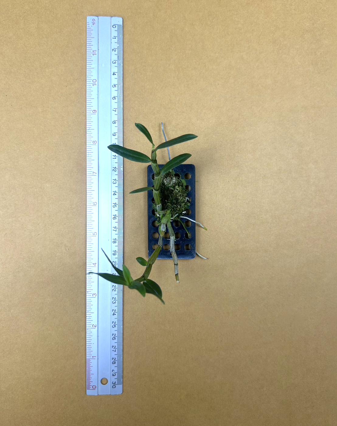 13 Den. officinale.png