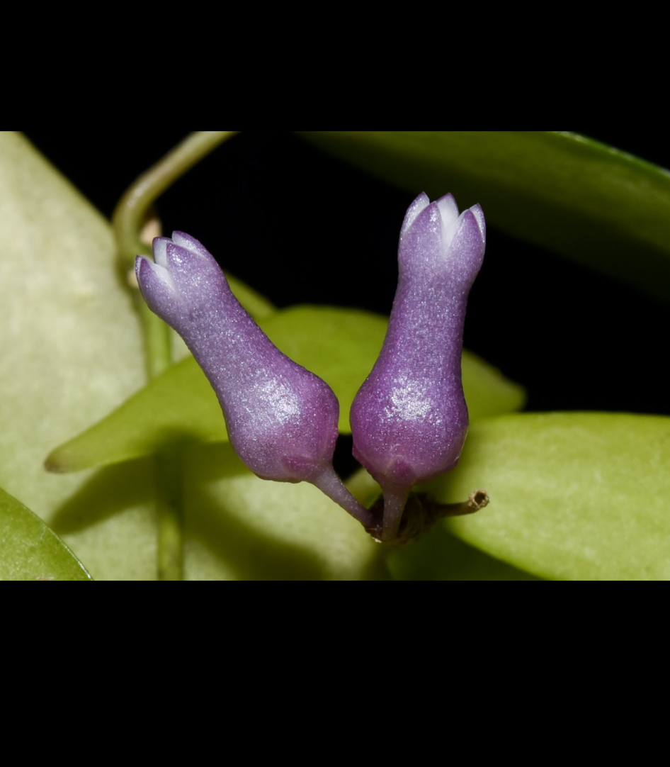 Dischidia merrillii.png