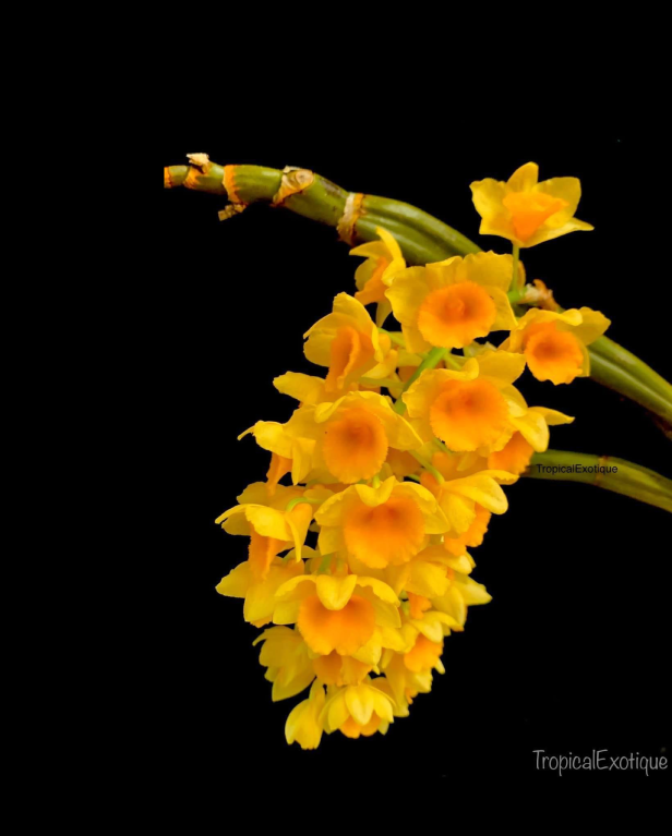 Dendrobium densiflorum