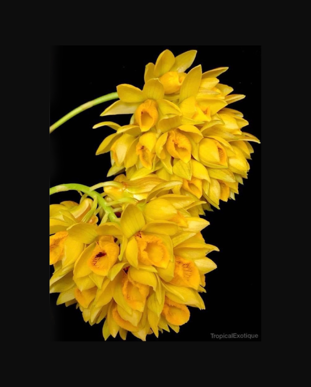 Dendrobium sulcatum