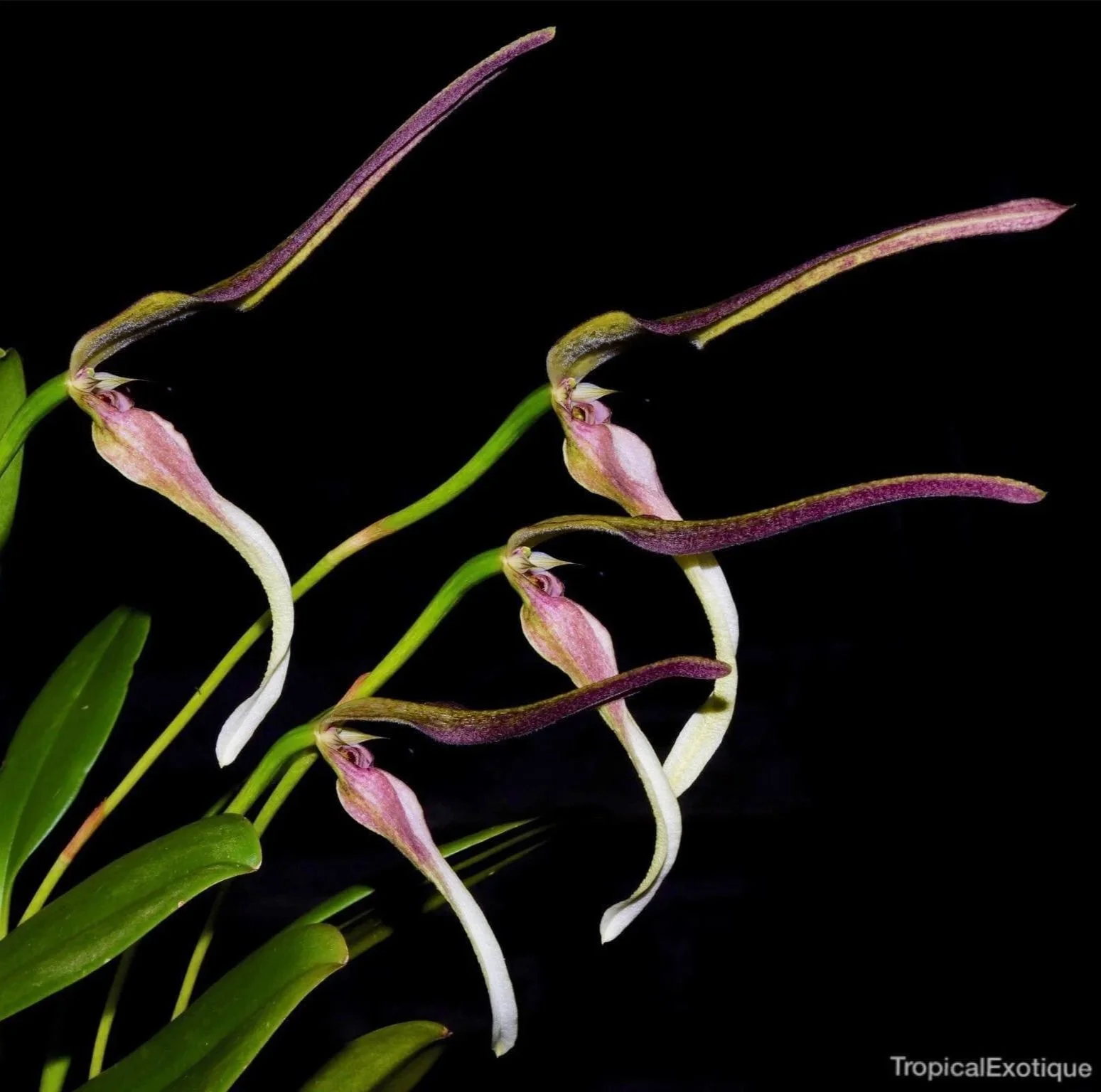 Bulbophyllum antenniferum