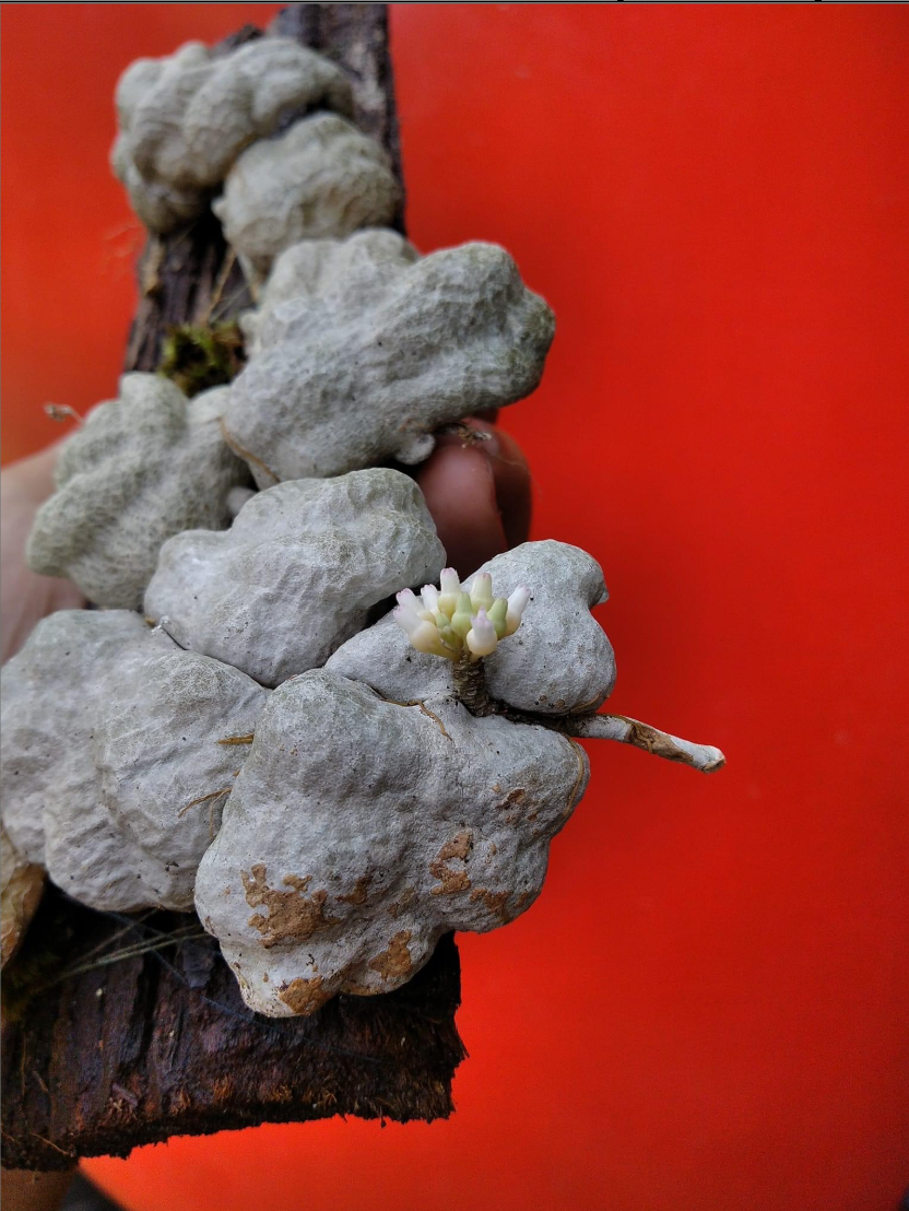 Dischidia albiflora.png