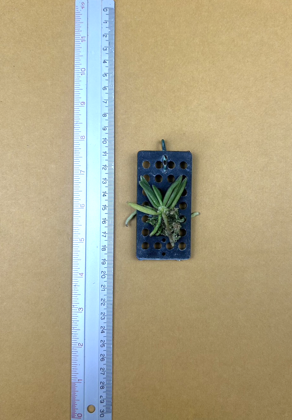 Pteroceras+semiterstifolium.png