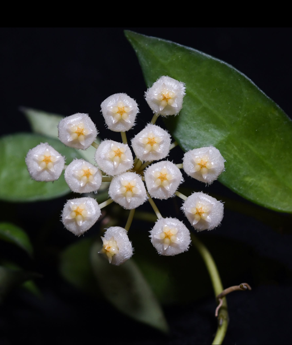 Hoya lacunosa Short leaf.png