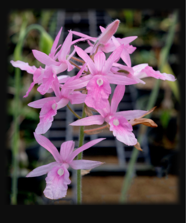 Calanthe rosea