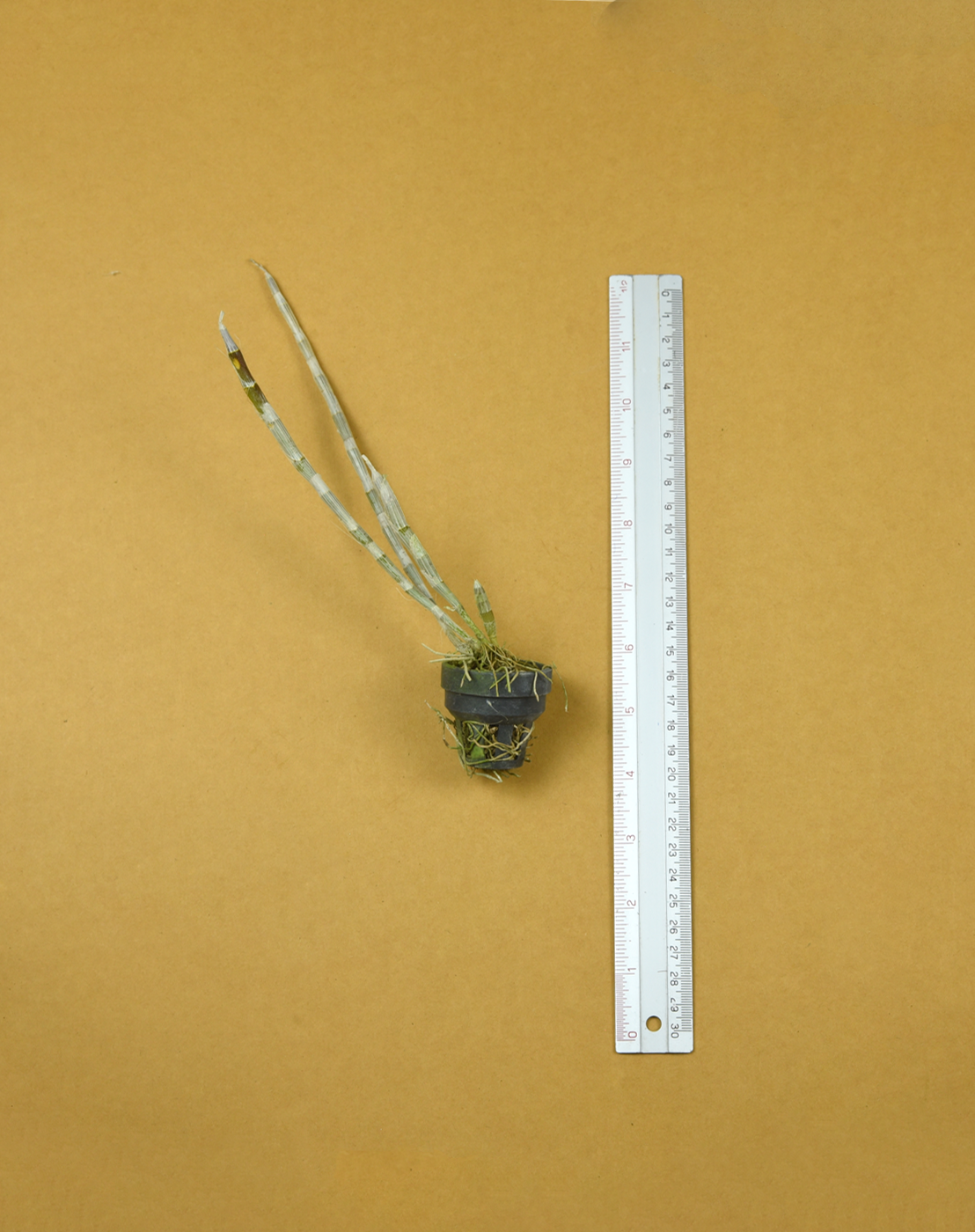 Den. jinghuanum x Den. bensoniae.png