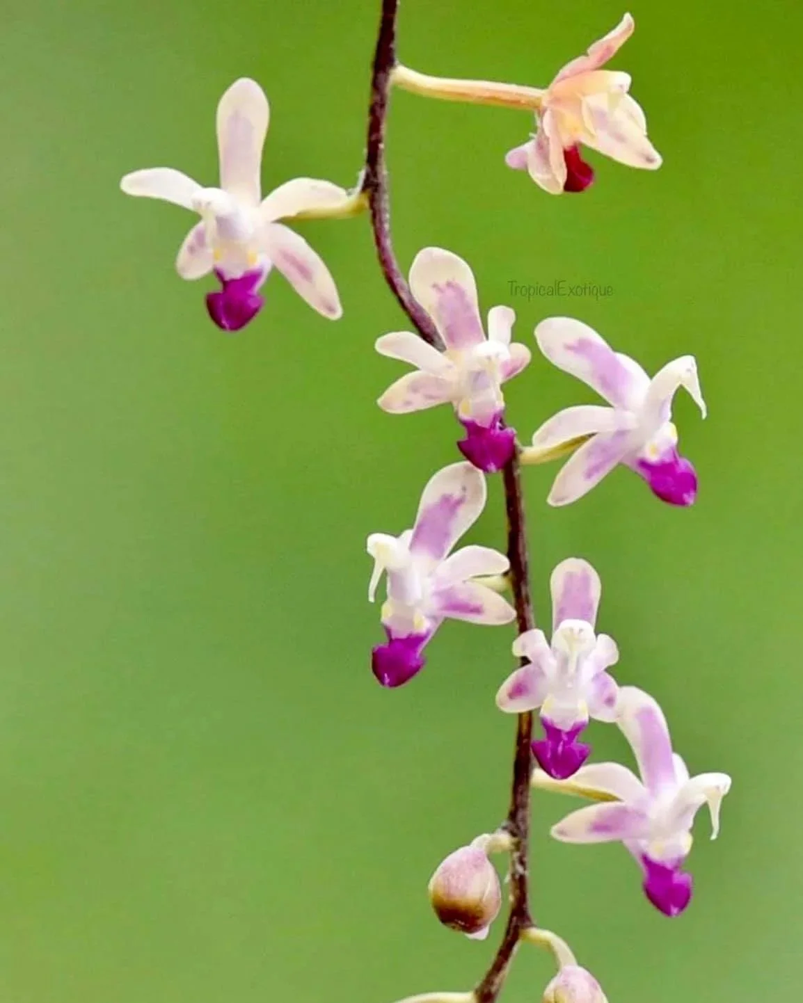 Stereochilus-pachyphyllus.jpg