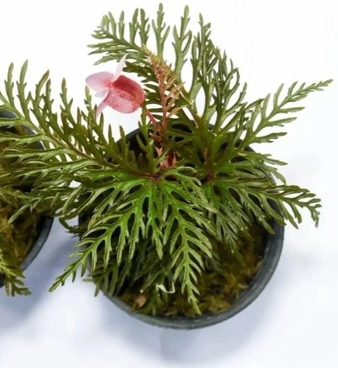 Begonia-bipinnatifida.jpg