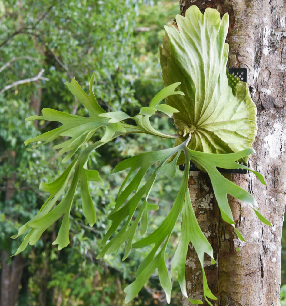 Platycerium Mt.Kitshakood.png