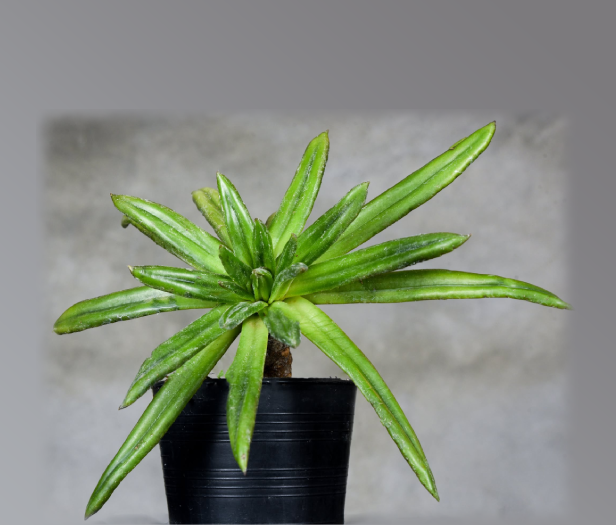 Primulina wentsaii