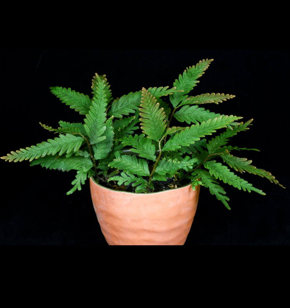 Selaginella wallichii.png