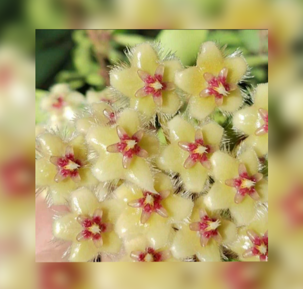 Hoya+soidaoensis-67.png
