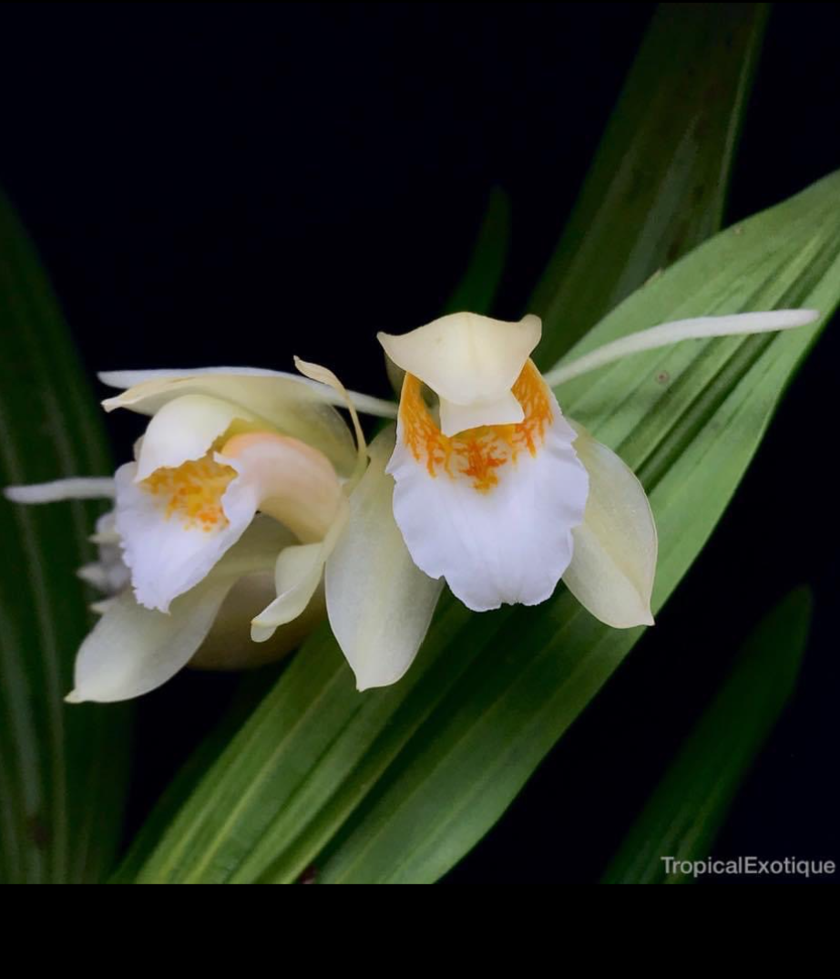 Coelogyne merrillii.png