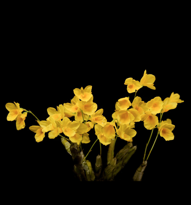 Dendrobium capillipes