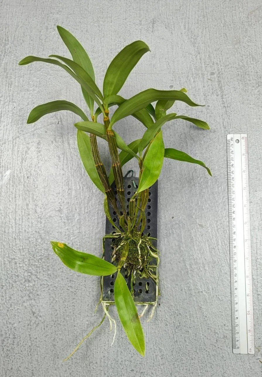 20 Den.thyrsiflorum.jpg