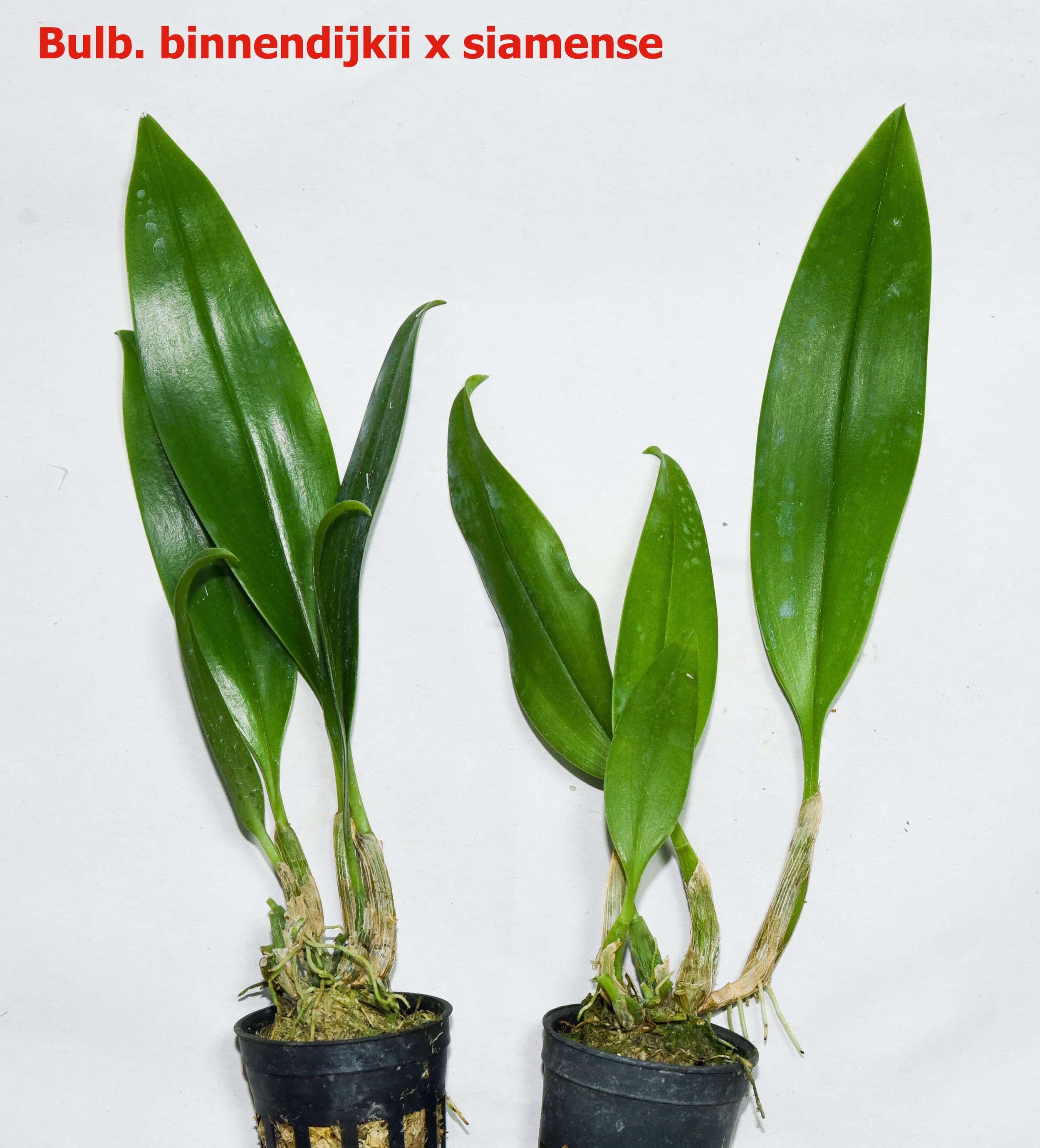 Bulbophyllum binnendijkii x siamense.jpg