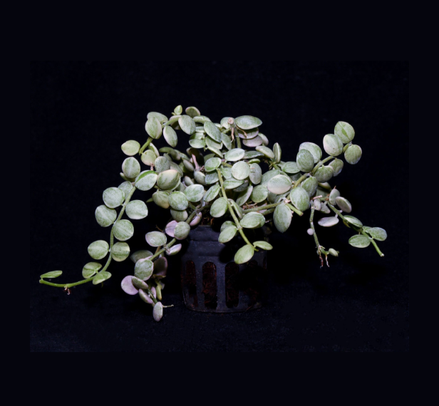 Dischidia-nummularia-Variegata-67.png