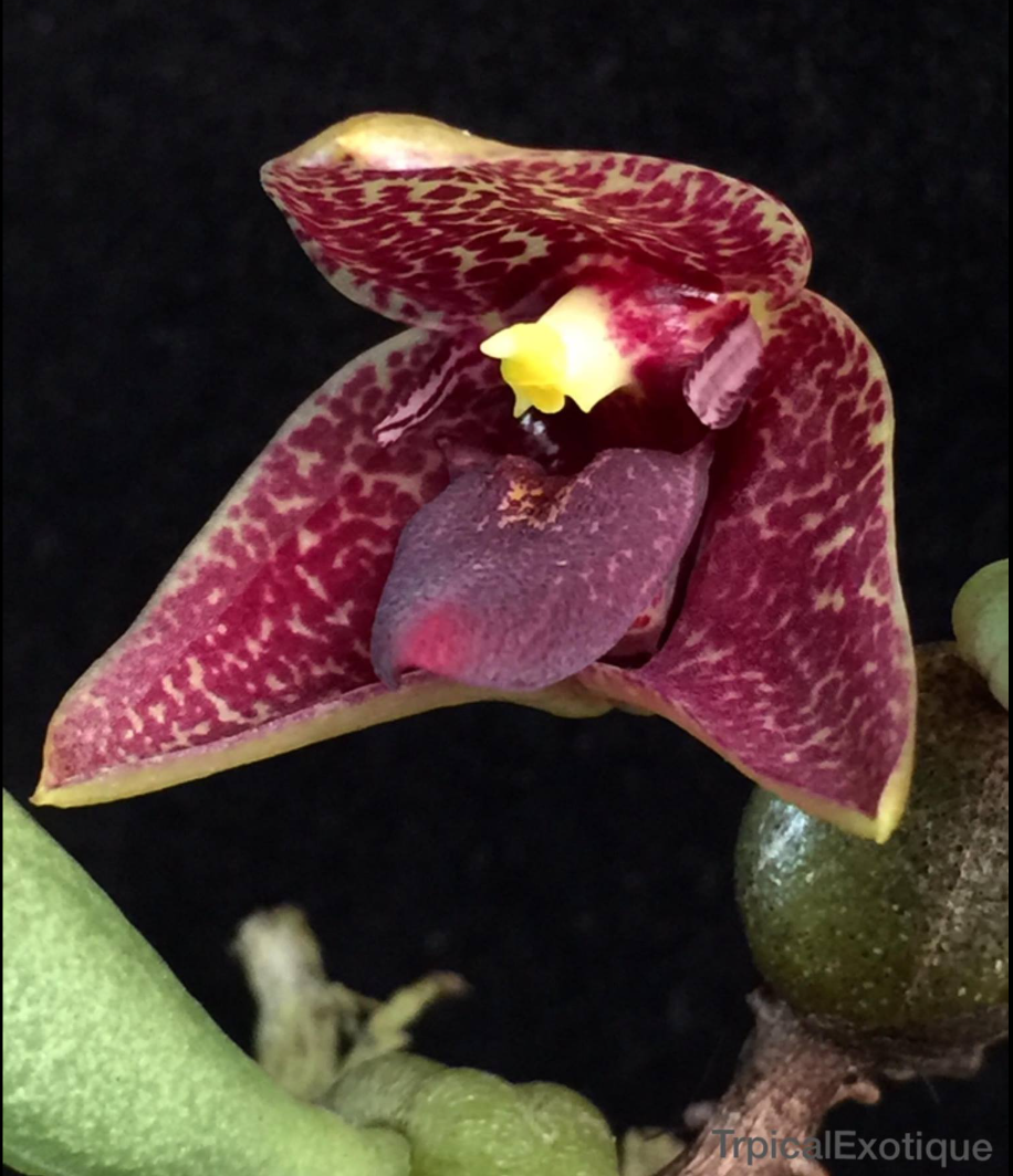 Bulbophyllum disciflorum.png