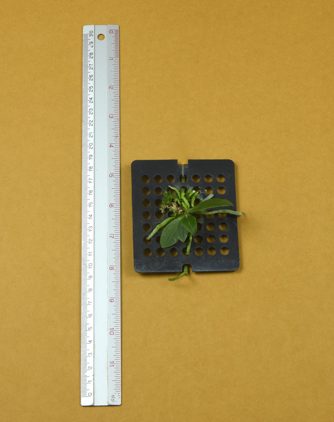 5 Phal. natmataungensis.png