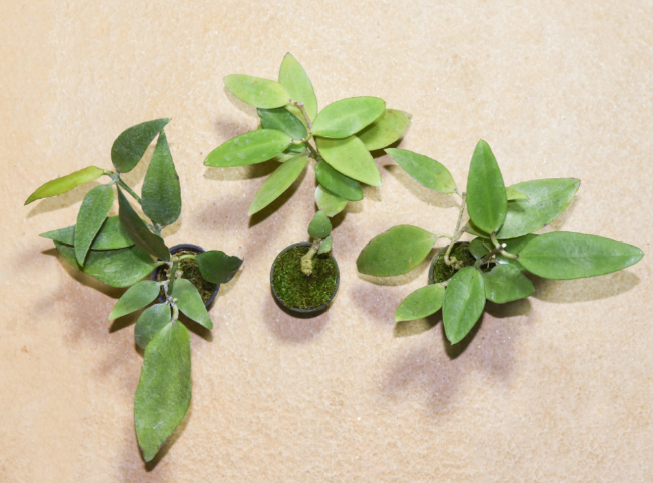 Dischidia acuminata.png