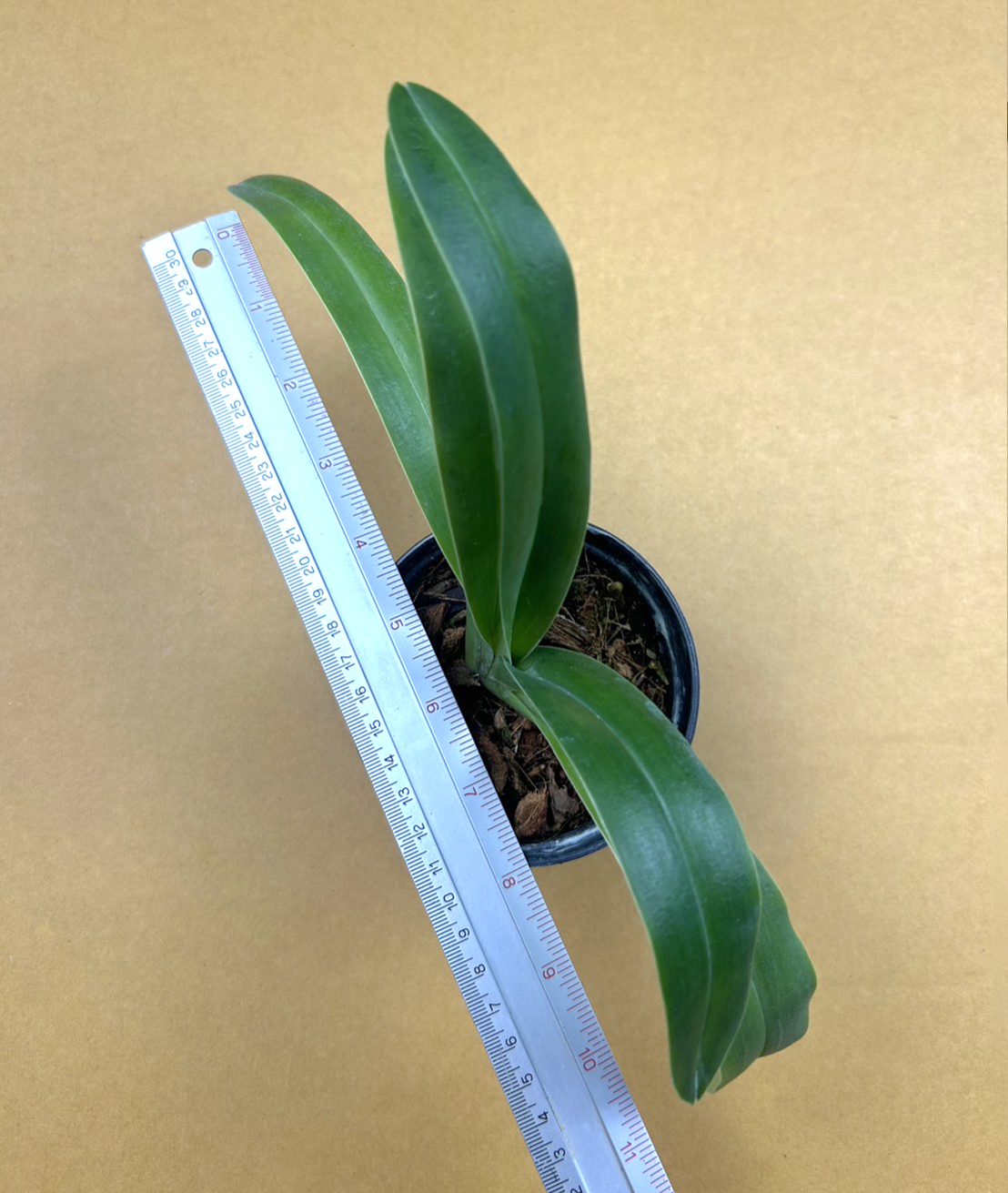11+Paph.+tigrinum.png