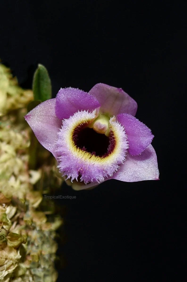 Dendrobium fuscifaucium デンドロビウム 開花中 洋蘭原種