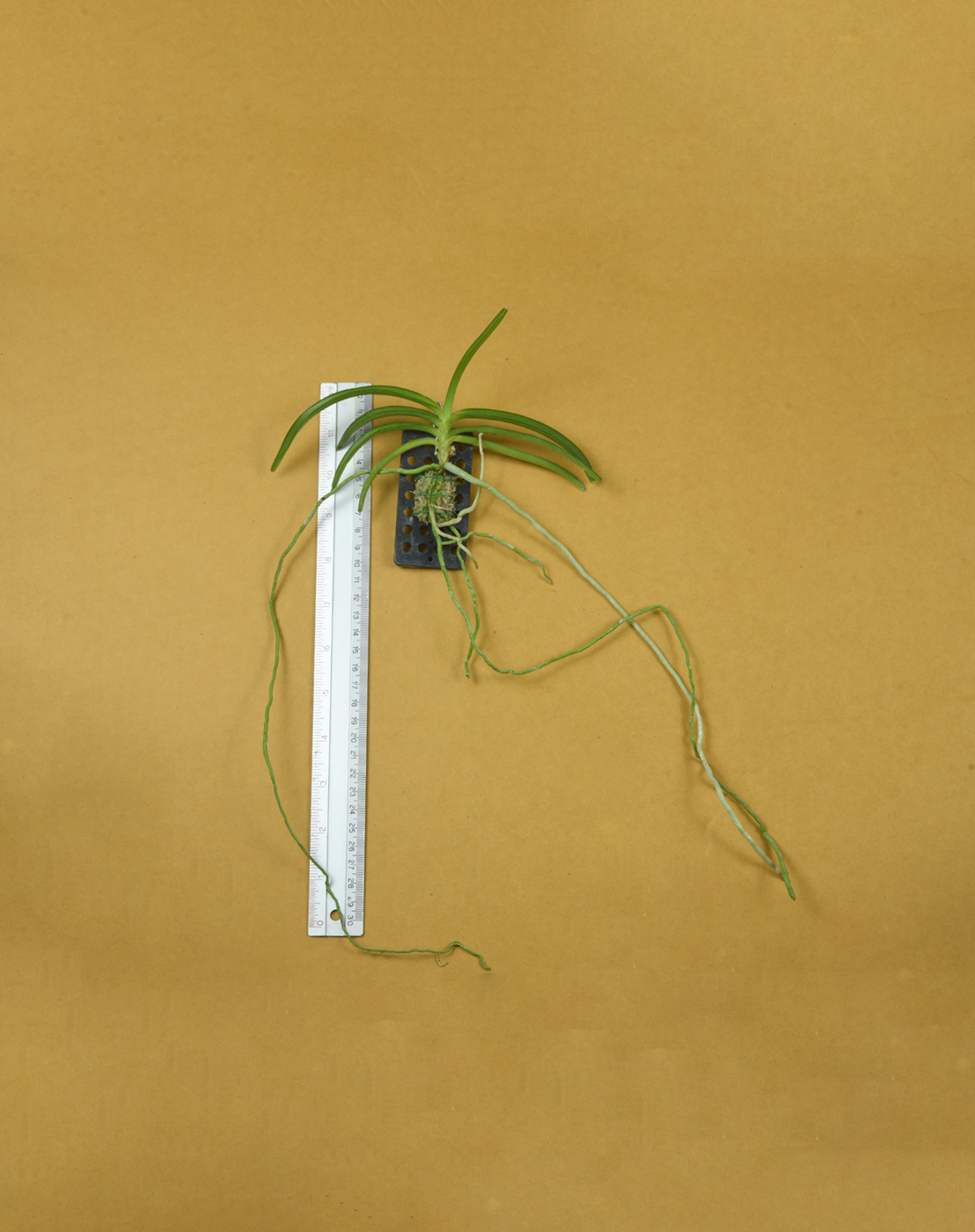Vanda miniata.png