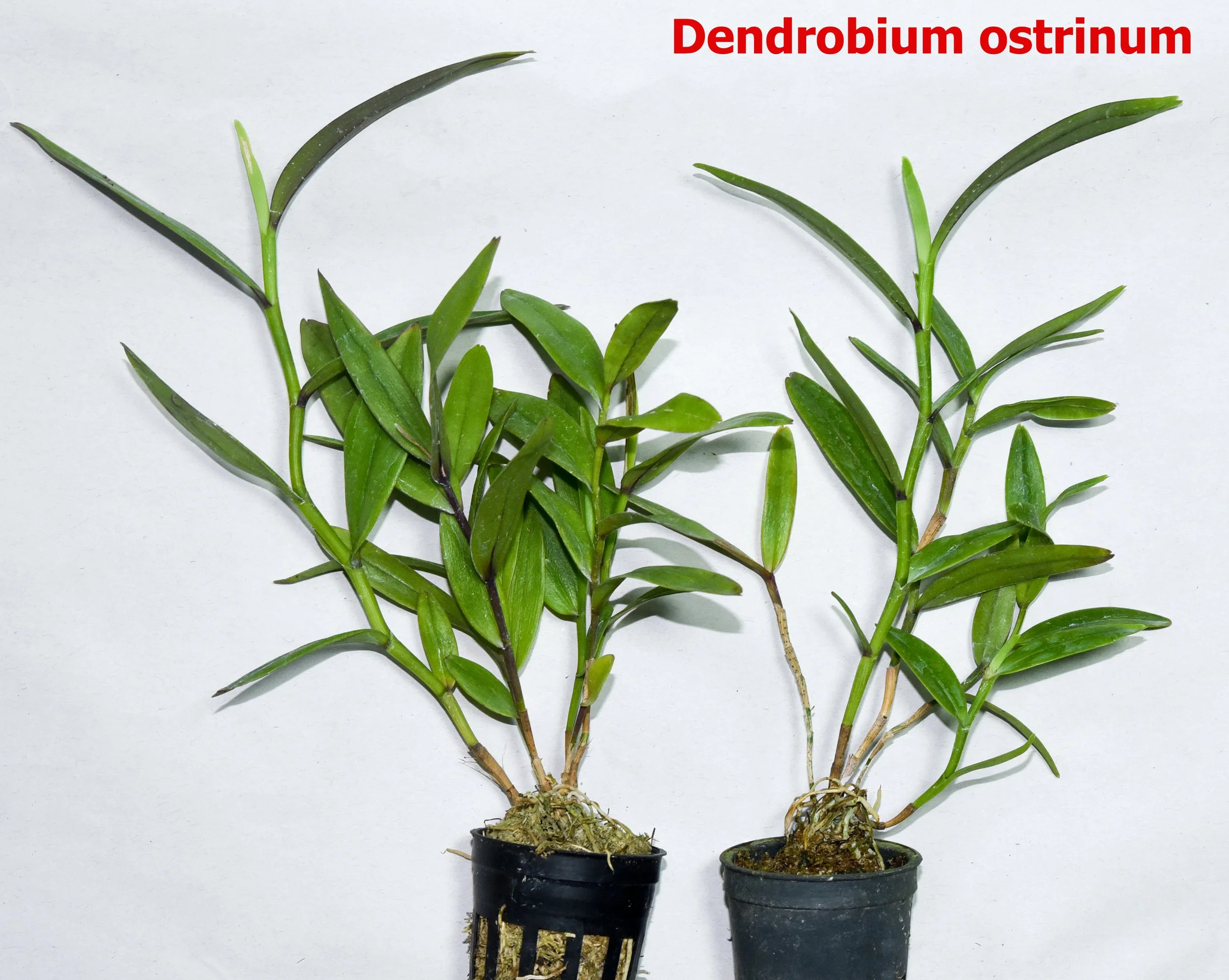 Dendrobium ostrinum.jpg