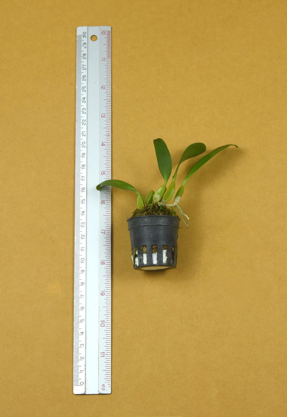 27+Bulb.+biflorum.png