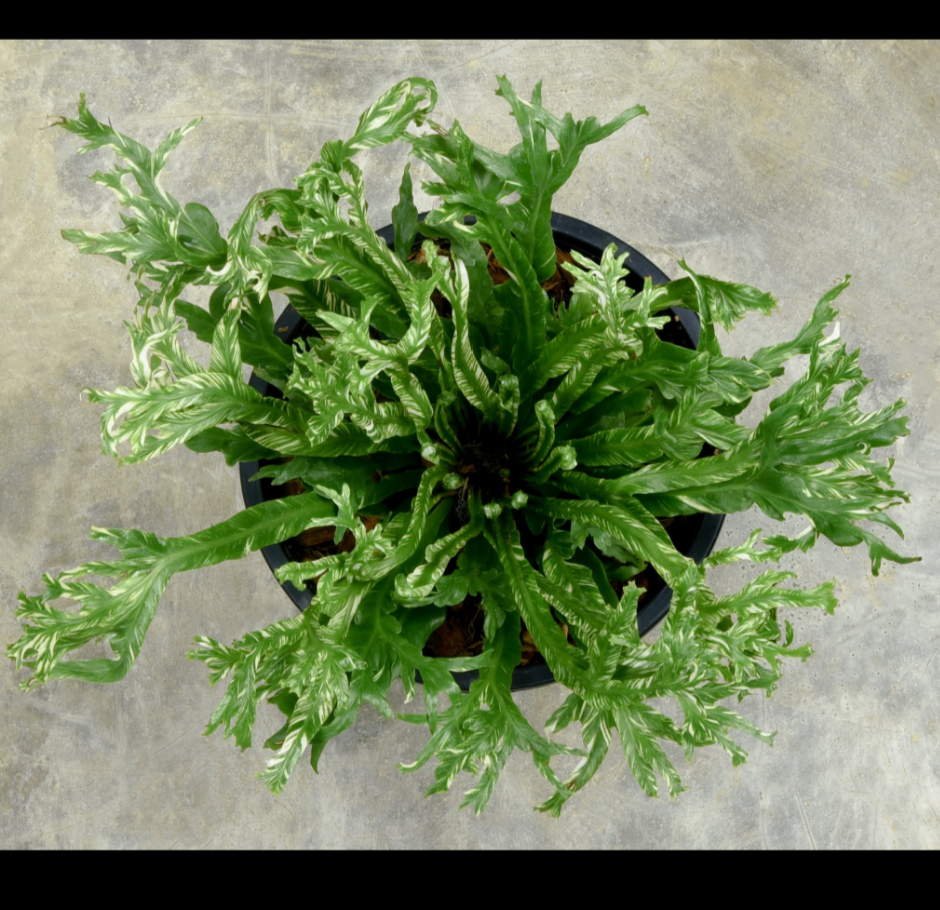 Asplenium+antiquum+Variegated%2C+Mutation.png