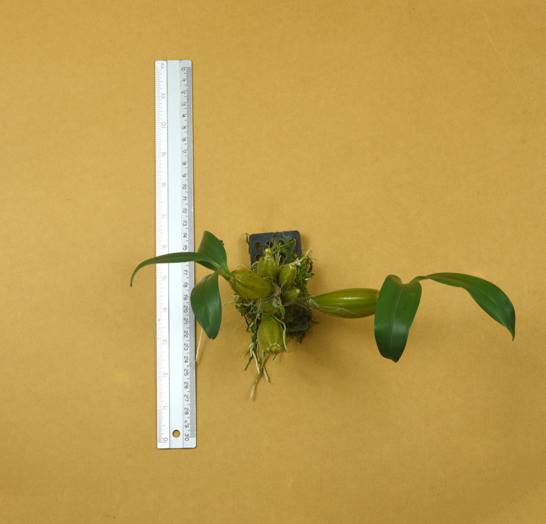 Den.+chrysotoxum+var.+suavissimum.png