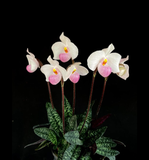 Paphiopedilum delenatii