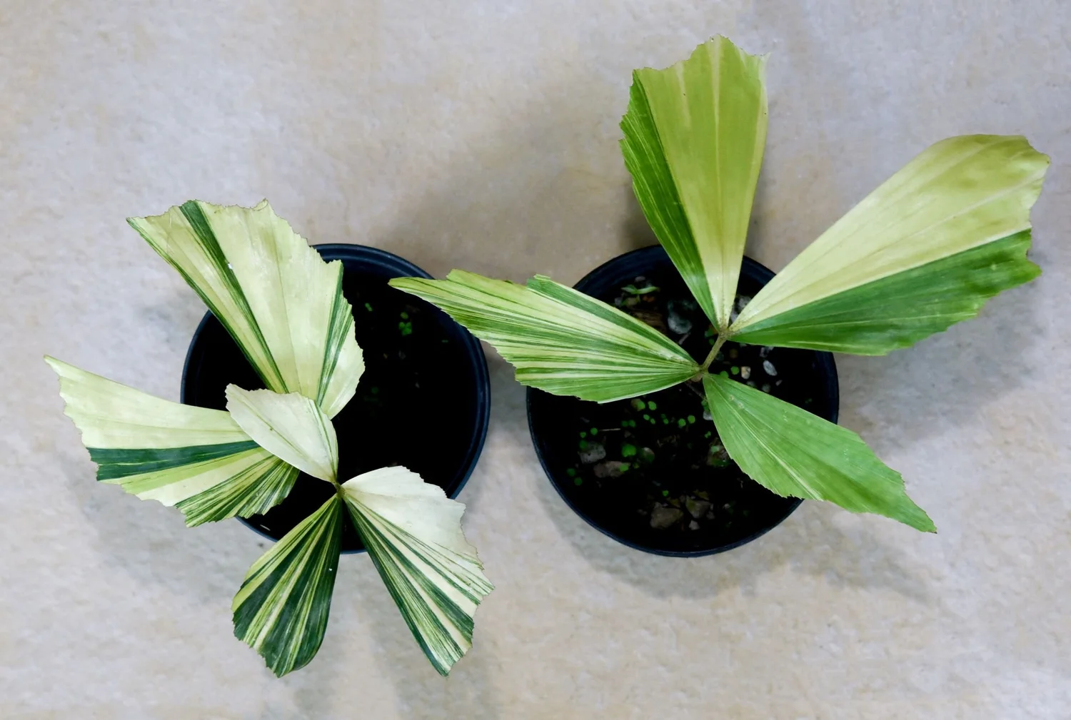 Caryota mitis "Variegated"  TropicalExotique