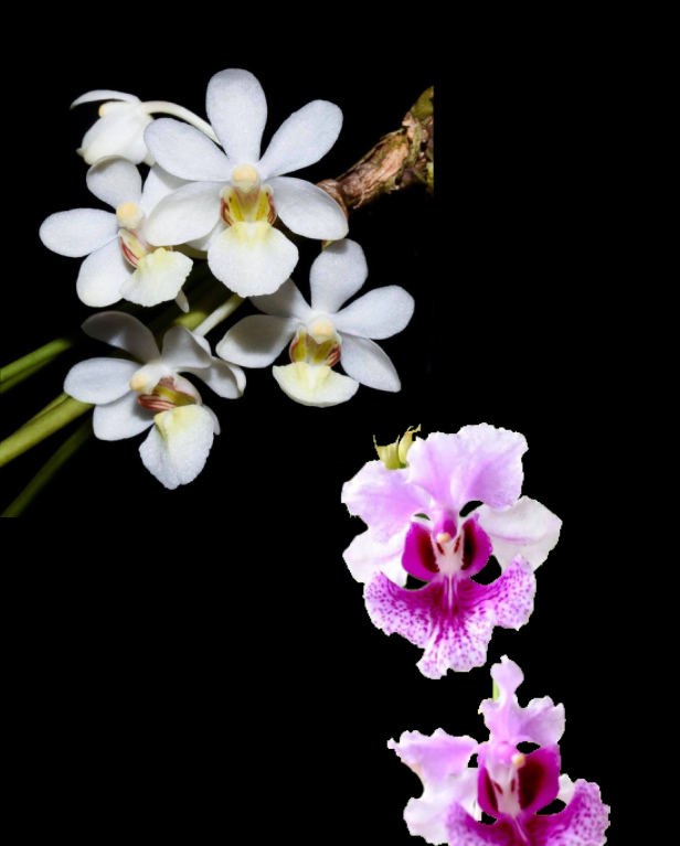 Holcoglossum rupestre x Papilionanthe hookeriana