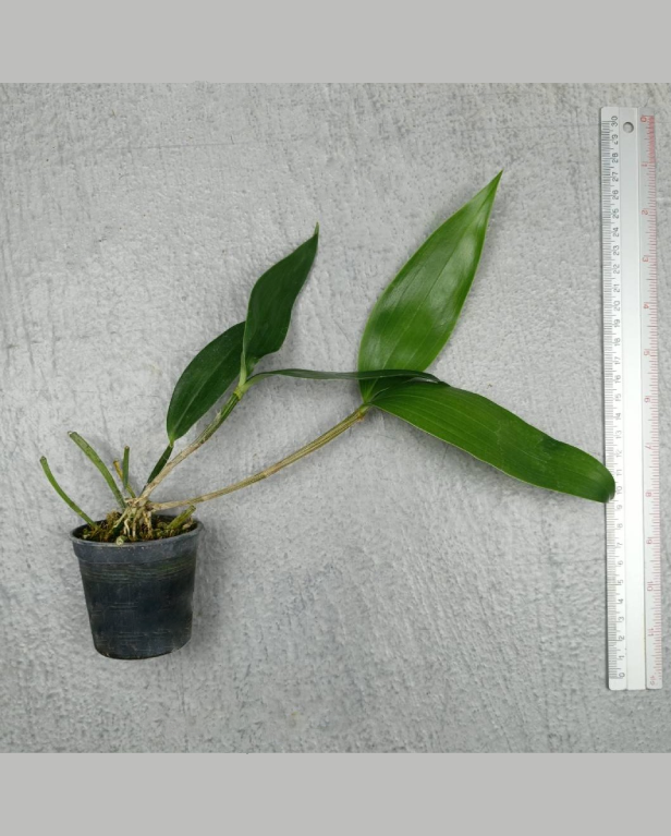 7 Den. punamense.png