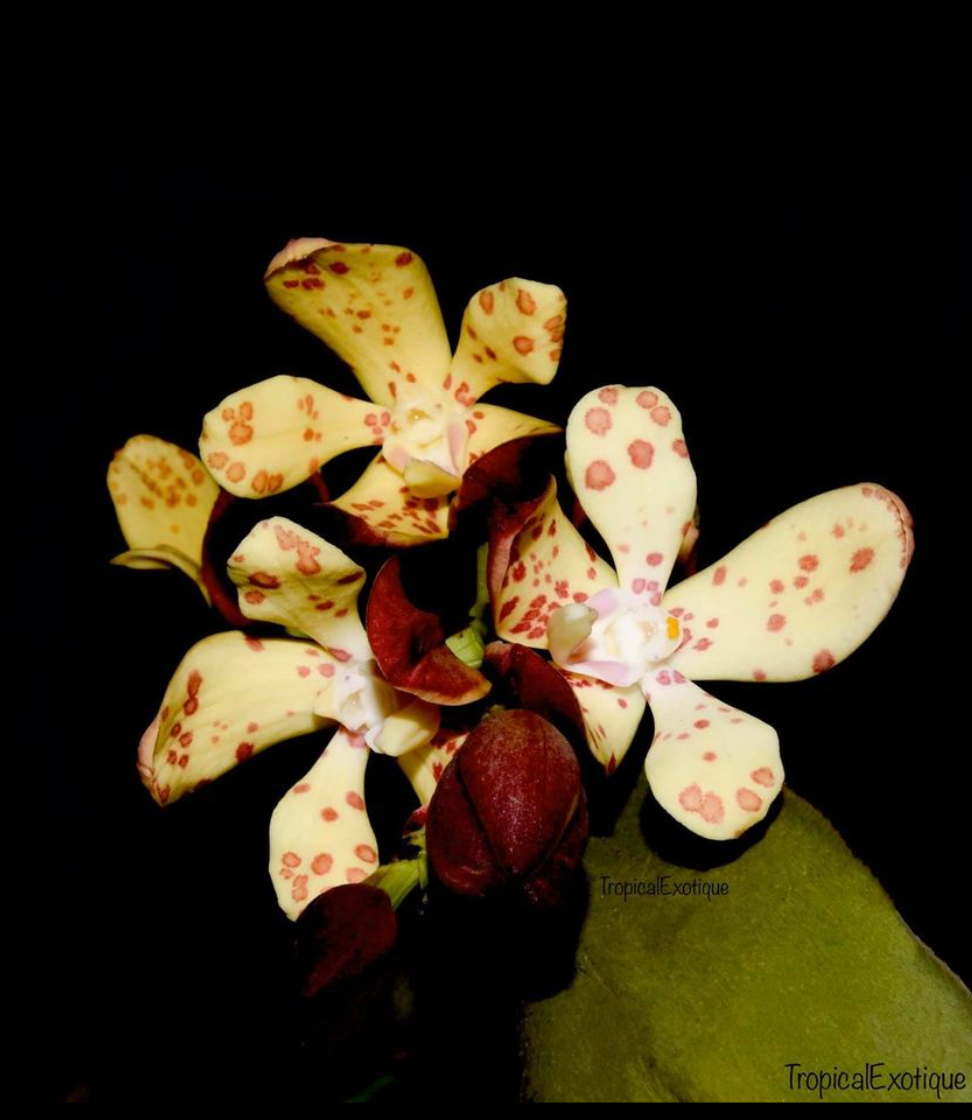 Vandopsis gigantea.png