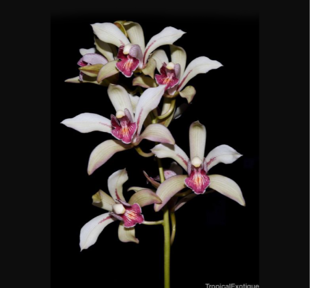 Cymbidium seidenfadenii
