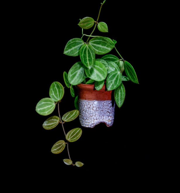 Dischidia-ovata-67.png