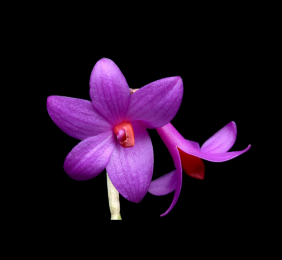 Dendrobium-glomeratum-67.png