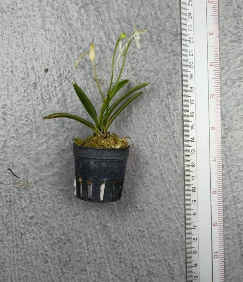 43 Vanda falcata Variegataed.jpg
