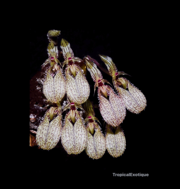 Bulbophyllum+polliculosum-67.png