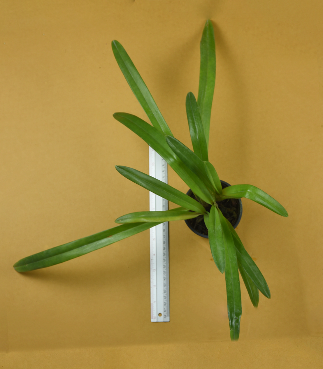 Paph.+hirsutissimum.png