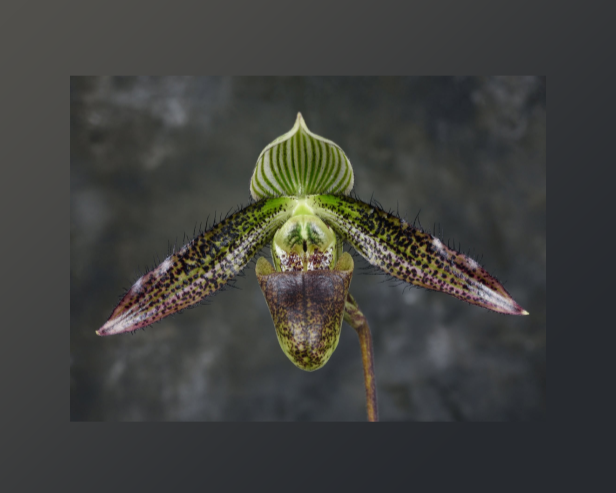 Paphiopedilum+wardii-67.png